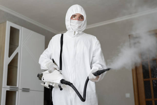 Best Attic Mold Removal in Bealeton, VA